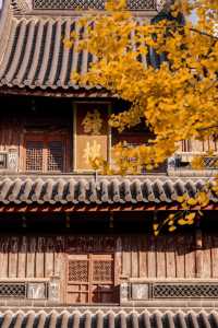 寧波七塔寺銀杏終於要黃了還有0r蓋章