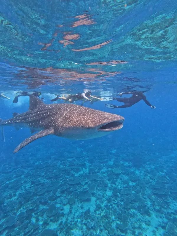 The Ultimate Maldives (Velaa Private Island) Guide + Tips