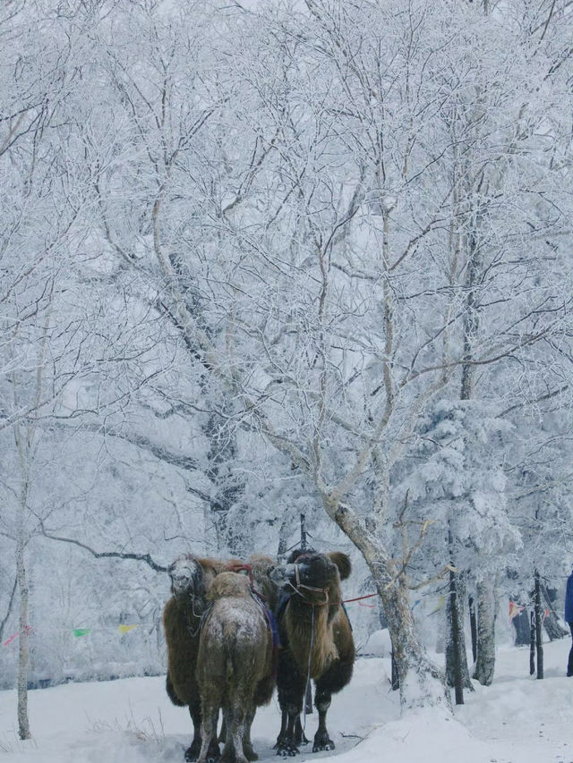 黑龍江的「富士山」，像是走進了林海雪原的夢裏
