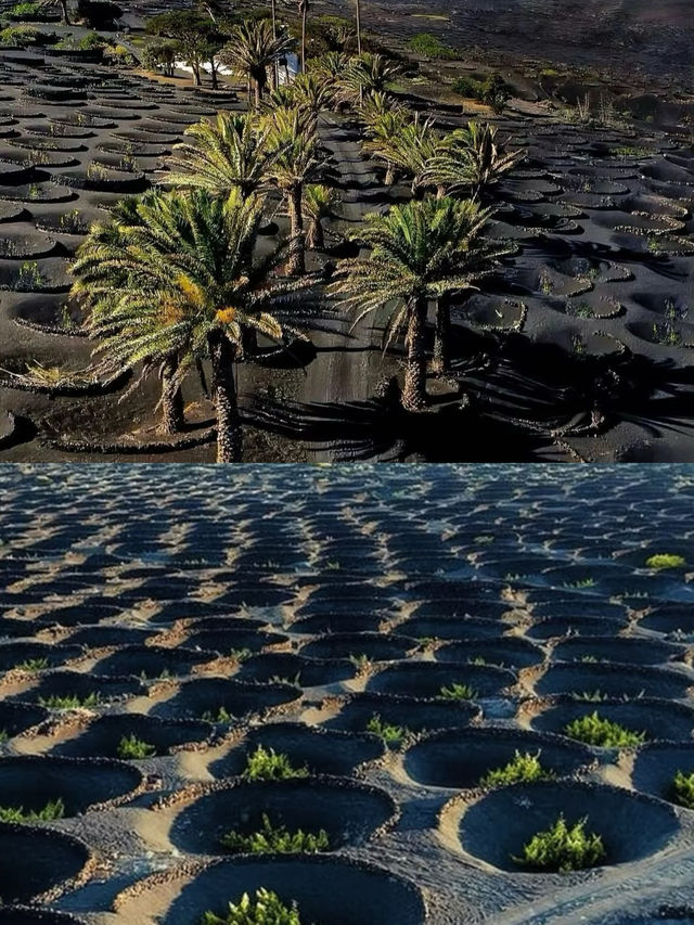 蘭薩羅特島|小眾島!彷彿在外星
