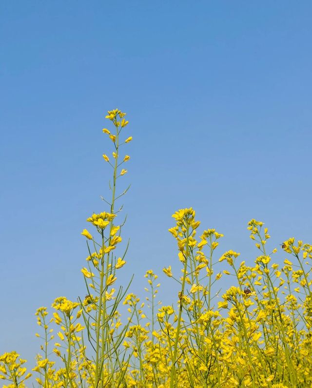 陌上花公園：油菜花的金色海洋