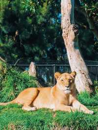 奧克蘭｜孩子們最愛的動物園