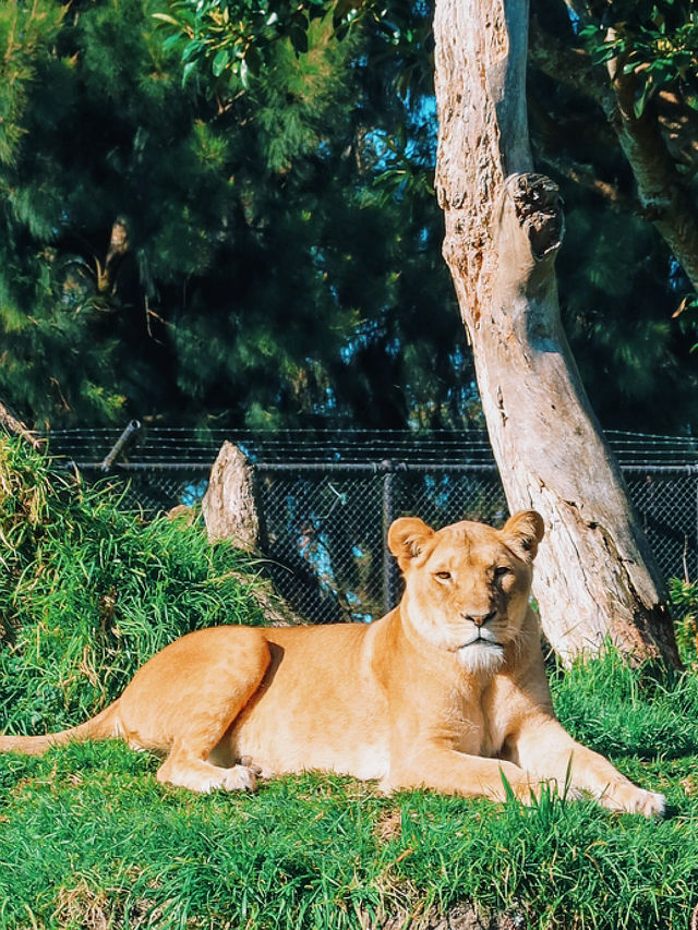 奧克蘭｜孩子們最愛的動物園