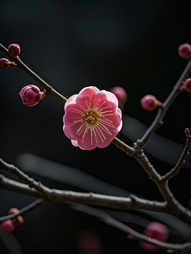 安寧曹溪寺古元梅