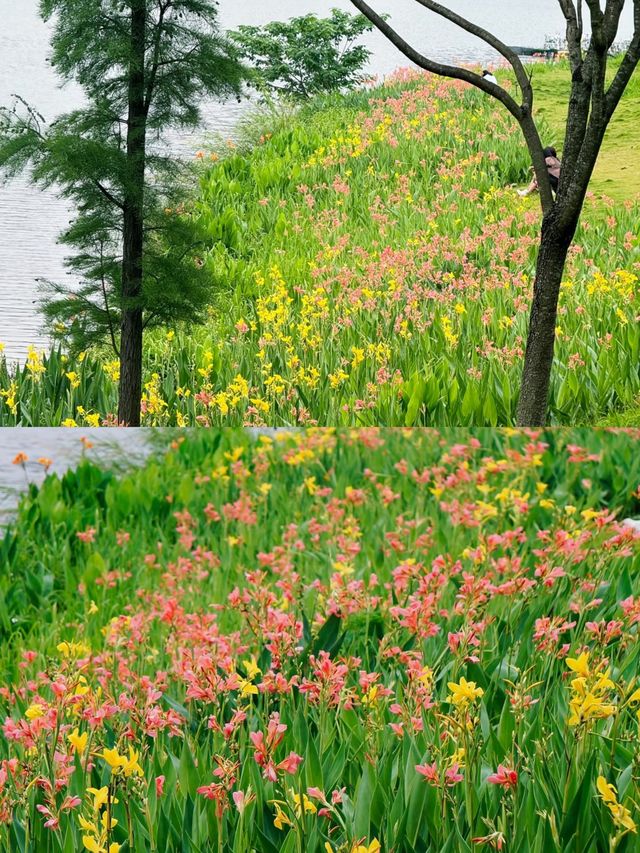 探秘廣西梧州玫瑰湖，湖光山色美如畫