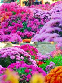 花園中的花海，誰拍誰好看