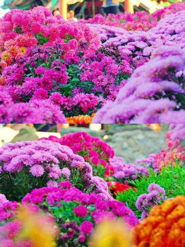 花園中的花海，誰拍誰好看