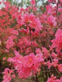 闖入梧桐花谷，邂逅一整個春天
