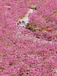 江門綠美生態園🌸漫山遍野风铃花海盛开