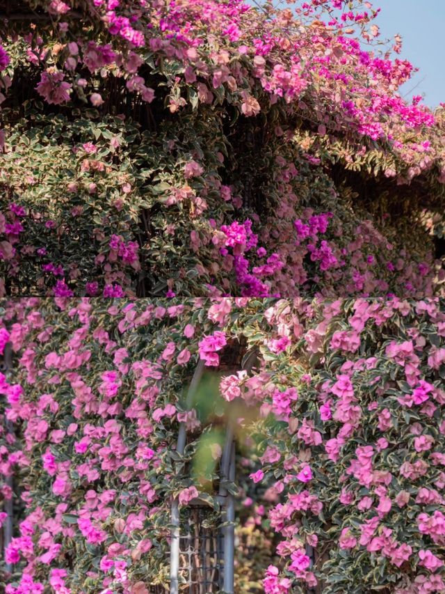 美麗的花海