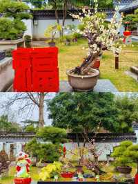2.14實拍︳古漪園的梅花已經開了！可以衝！