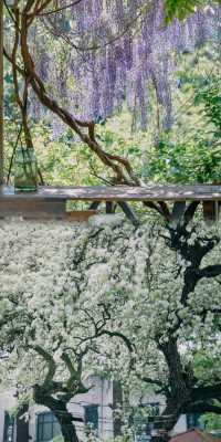 青島春日賞花指南：萬次春和景明，盡在花間青島