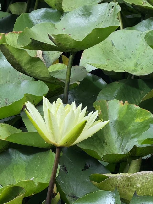 威爾遜植物園