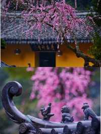 溫州1H｜這座禪寺的梅花瀑布，真的美哭我了