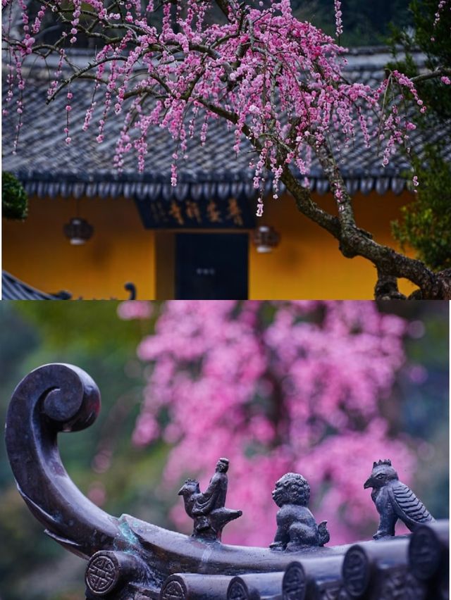 溫州1H｜這座禪寺的梅花瀑布，真的美哭我了