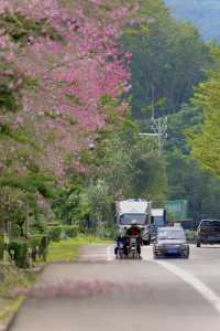 瓊中的這條公路，冬日勝春朝