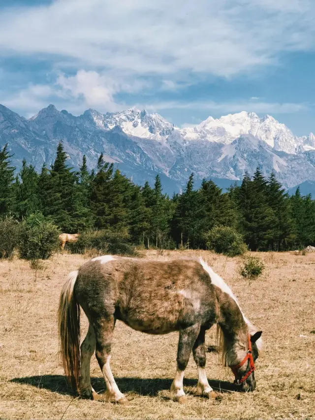 Caiyun Ranch | The Joy of Horseback Riding Beneath Jade Dragon Snow Mountain
