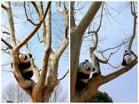 上海，仲去世紀公園？莘莊梅園靚到暈！