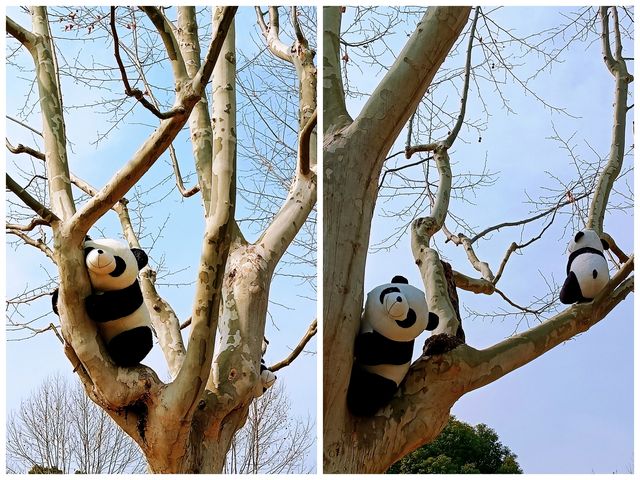 上海，仲去世紀公園？莘莊梅園靚到暈！
