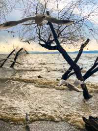 撈魚河濕地公園生存指南：如何完美仆街！