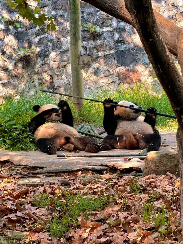 구채구-황룽 풍경구 3일 투어 감동 그 자체!