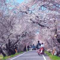 藏在名古屋的小眾賞櫻秘境🌸 木曾川堤