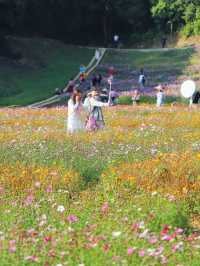 🌸鹽田限定！恩上濕地格桑花海，美到失語