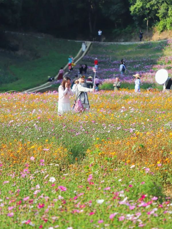 🌸鹽田限定！恩上濕地格桑花海，美到失語