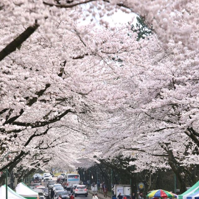 為了 4 月的櫻花海，我特意飛了趟濟州島🌸