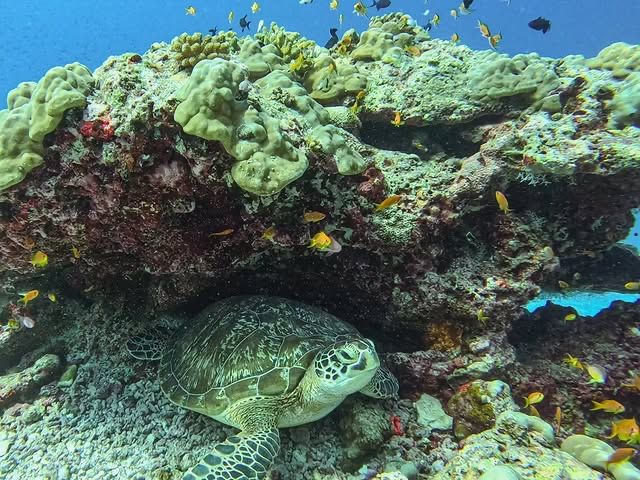馬爾代夫·丹格迪島 | 探索夢幻水底浮潛區！