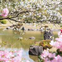 🌸被問爆的賞櫻聖地 | 萬博紀念公園