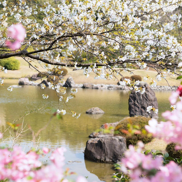 🌸被問爆的賞櫻聖地 | 萬博紀念公園
