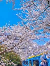 3-4月份出遊五大免簽國，中國人話走就走