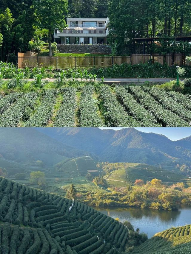 清遠周邊挖到神仙茶山民宿！住進油畫裡的夏天