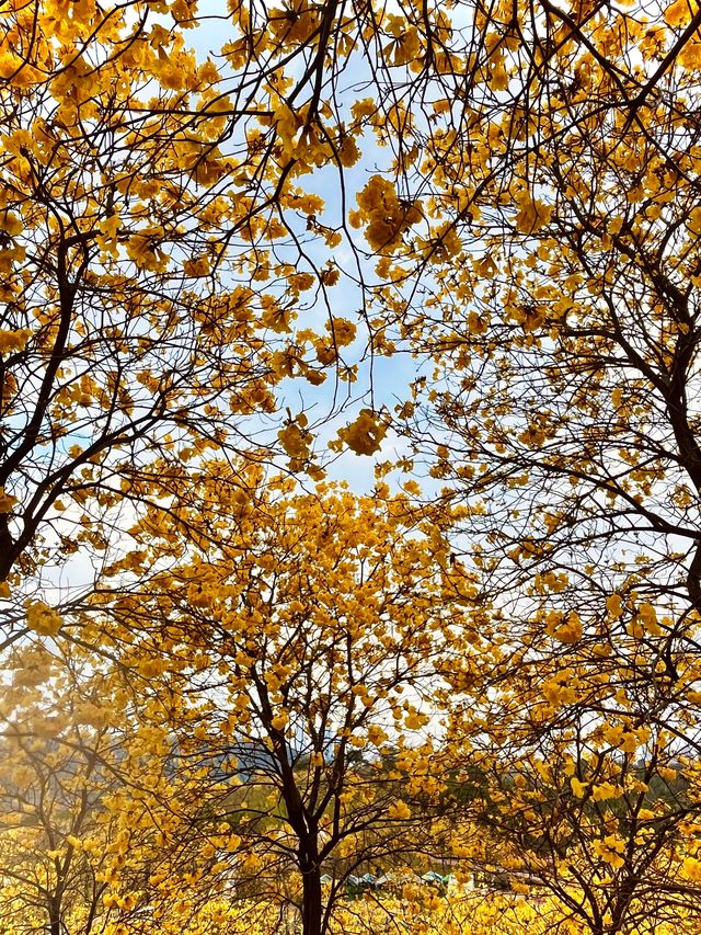 雨中黃花風鈴木，太震撼了