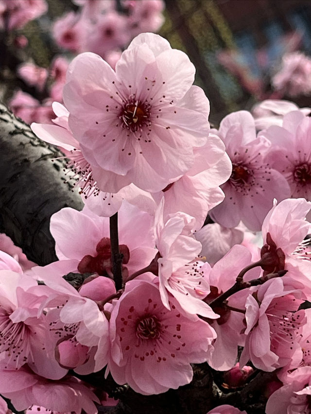 桃花塢春色