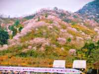 漫步東川野櫻谷，與爛漫櫻花共赴一場春日之約