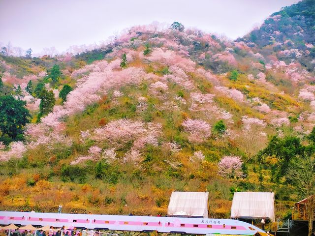 漫步東川野櫻谷，與爛漫櫻花共赴一場春日之約
