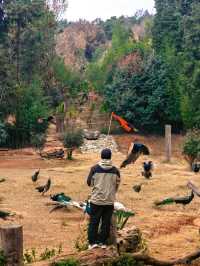 雲南野生動物園，萌趣大冒險