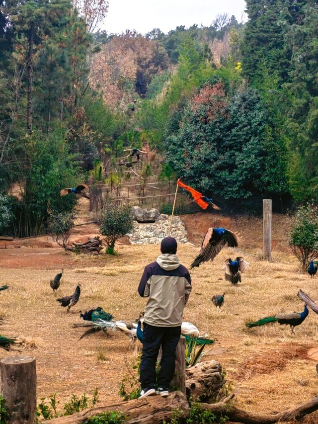 雲南野生動物園，萌趣大冒險