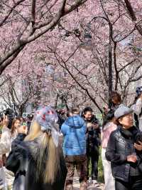 3.18櫻花實況｜我讚一萬遍，不如你來看一眼