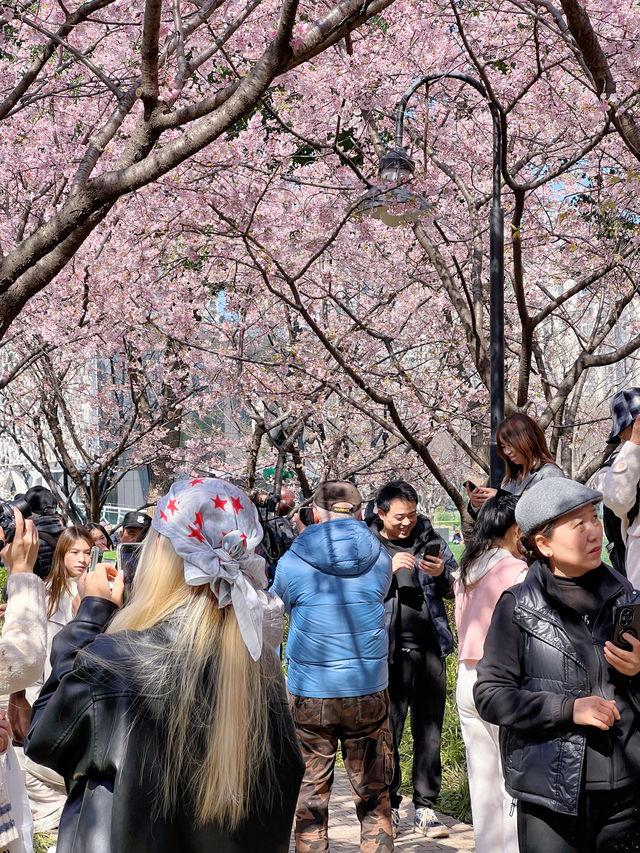 3.18櫻花實況｜我讚一萬遍，不如你來看一眼