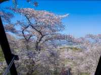 櫻映西公園，春風詩意濃