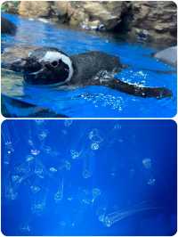 桃園Xpark水族館探秘攻略！親子遊玩好去處，美食購物兩不誤