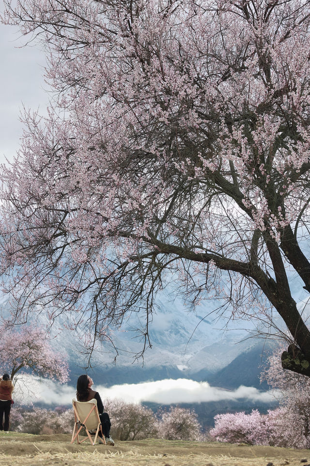 真實反饋想去林芝看桃花的趕緊衝。
🌸林芝桃花實況｜闖入雪域江南的粉色夢境～