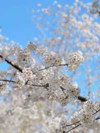 最美櫻花季｜唔使去東京，喺北京玉淵潭都有得睇