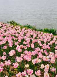 荷蘭花海｜春日限定浪漫，鬱金香天花板