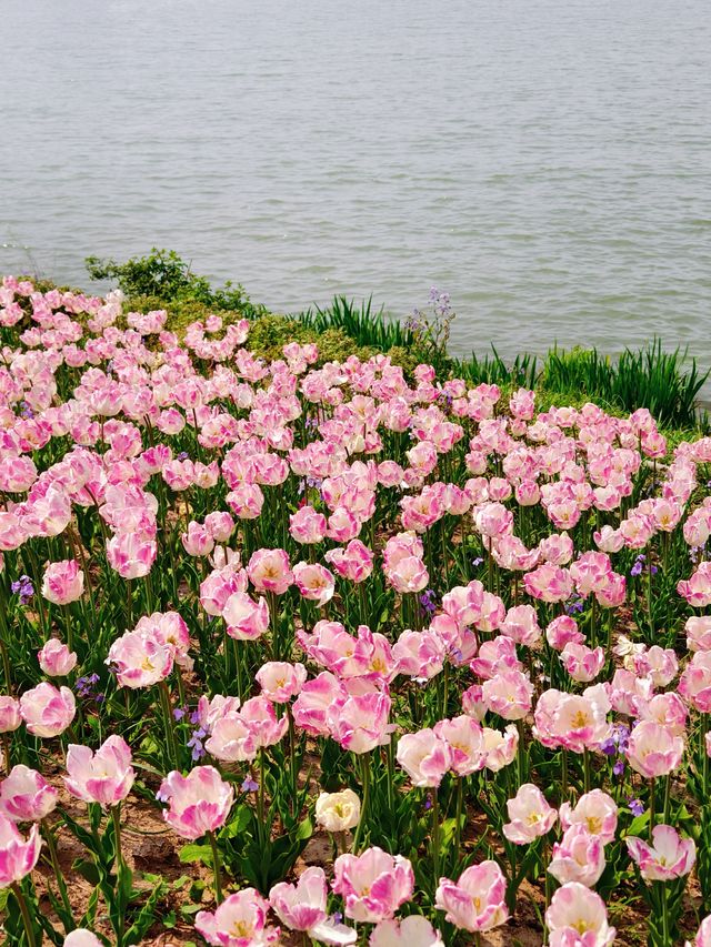 荷蘭花海｜春日限定浪漫，鬱金香天花板