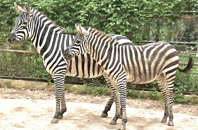 南寧day ｜動物園遊記
