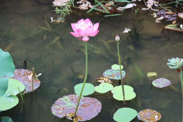 靈山小鎮拈花灣 | 禪意生活的理想藍本，沉浸式體驗東方美學